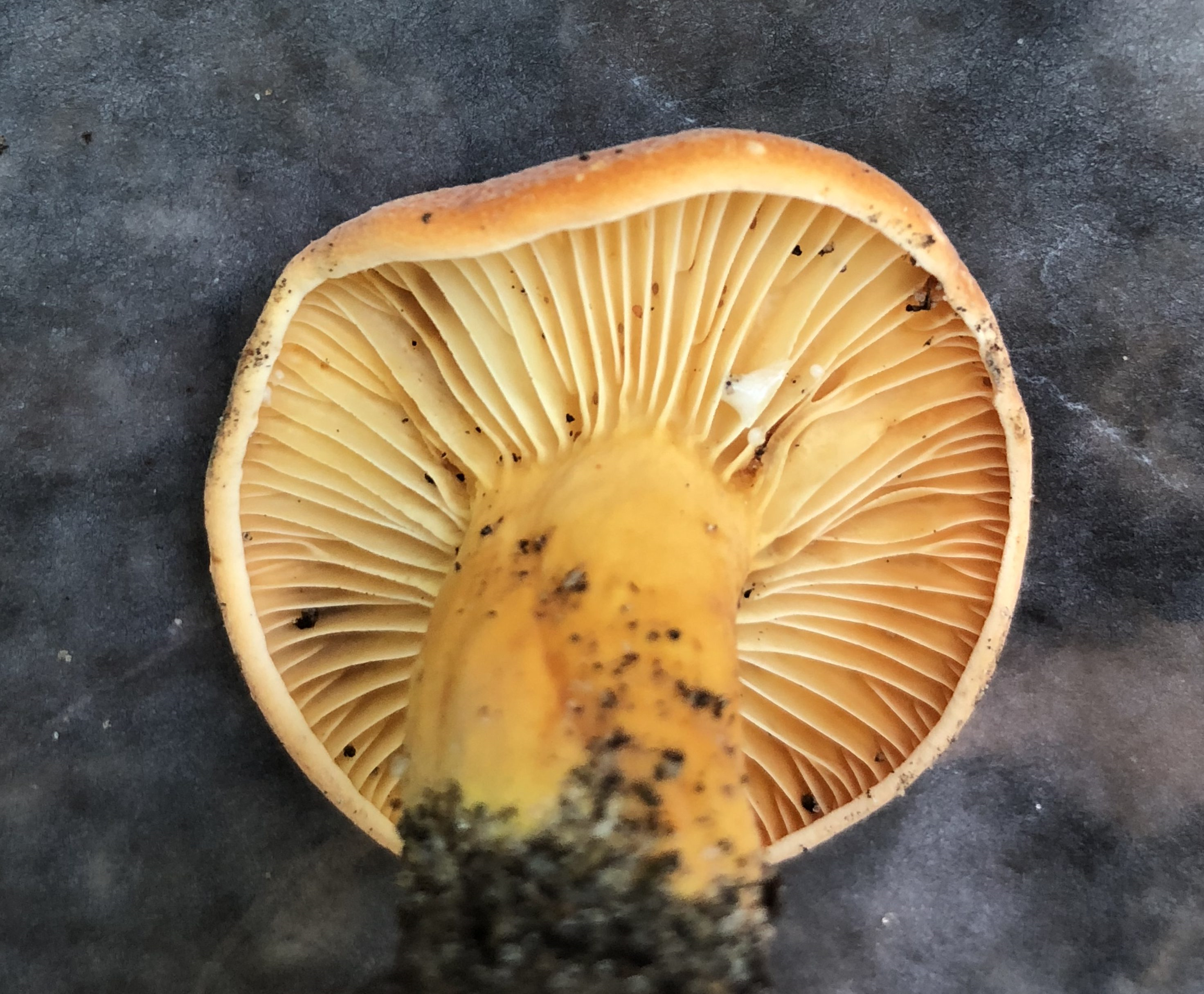 Lactifluus Hygrophoroides Figure 2